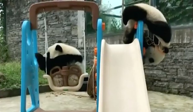 Des bébés pandas s'amusent à jouer au basket sur une aire de jeux pour enfants