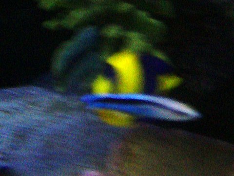 Tour Siam Fish Aquarium, Bangkok, Thailand