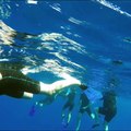 Nager avec des dauphins au large des côtes azuréennes