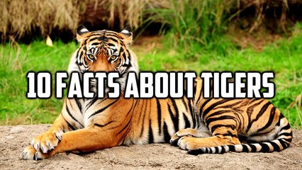10 Facts About Tigers