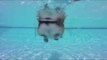 Corgi Shows Off Swimming Skills