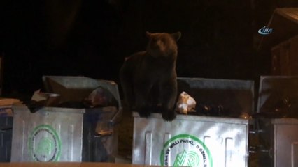 Aç Kalan Yavru Ayı Çöpte Yiyecek Aradı