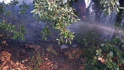 Corse : les pompiers luttent toujours contre les incendies