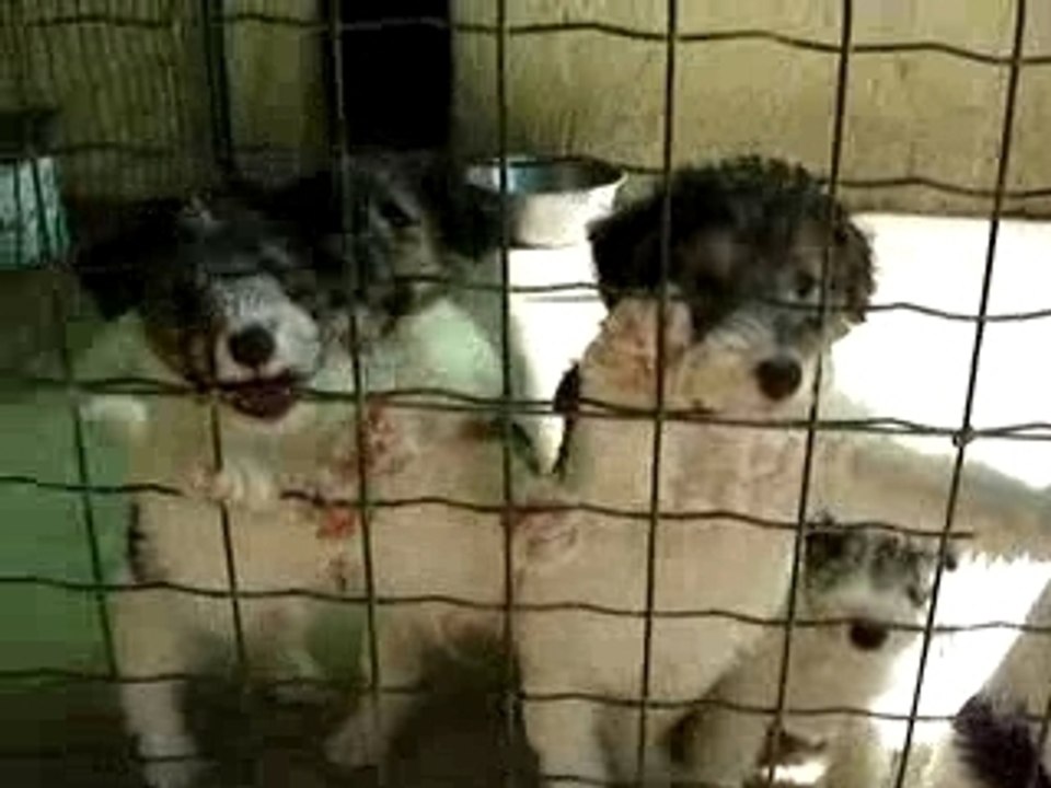 Canelle, ses frères & soeurs