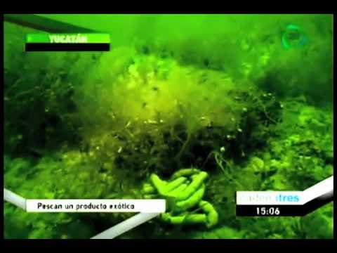 Yucatecos pescan el pepino del mar, un producto exótico