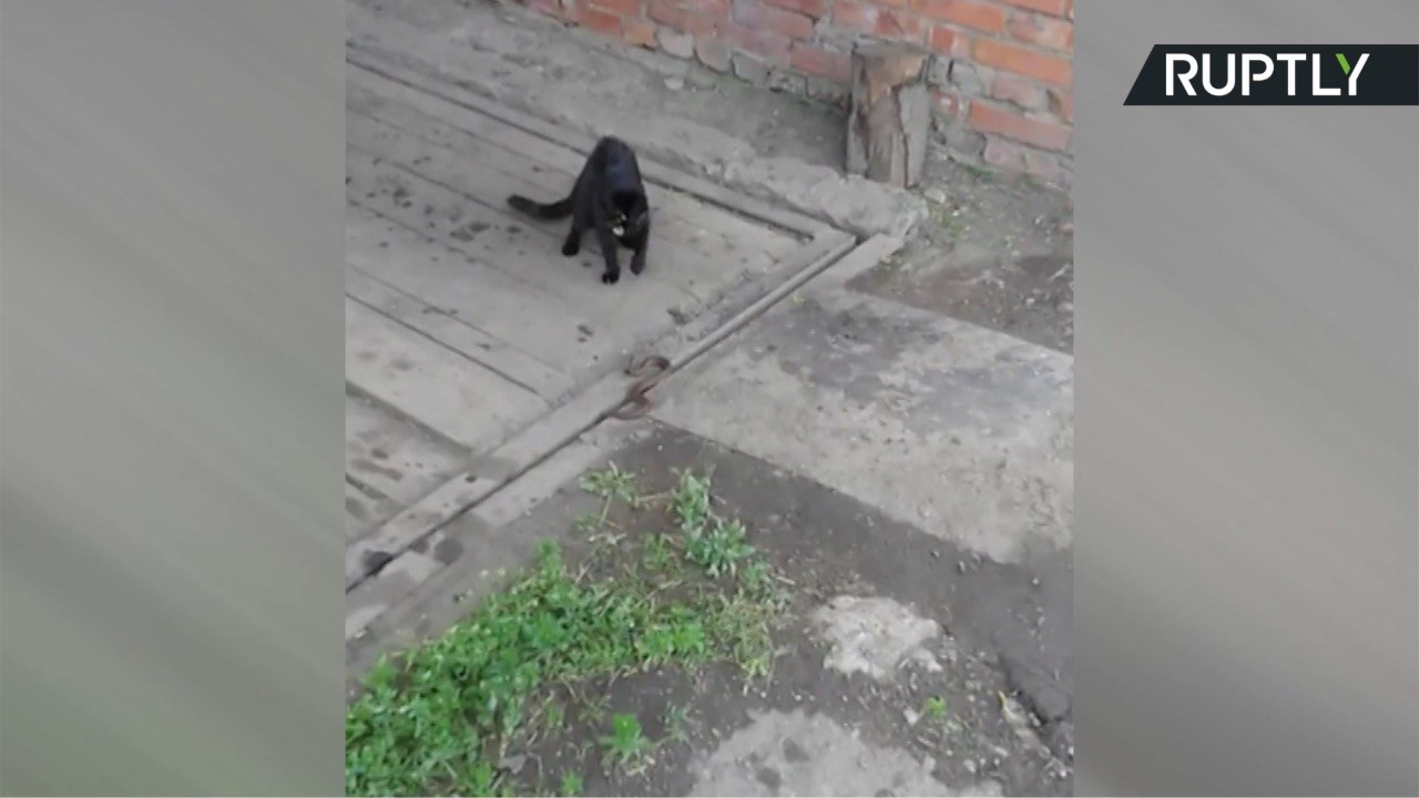 Backyard Showdown! Fight Between Cat and Snake Caught on Camera