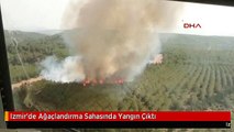 Izmir'de Ağaçlandırma Sahasında Yangın Çıktı
