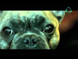 La Sobremesa. Canal exclusivo para perros en Estados Unidos
