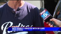 Man Captured on Camera Shooting Rabbits With BB Gun in San Diego Neighborhood