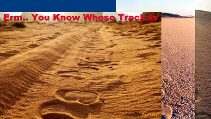 What does traces of a bigfoot look like?
