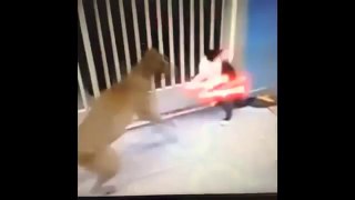 Funny Cat Video - funny cats funny cat videos funny funny videos 2017 funny videos ‹ COMPILATION ›