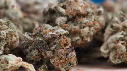 A Business Owner in Maine is Offering Free Weed For Picking Up Trash