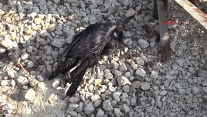 Edirne Elektrik Tellerine Temas Eden Kuzgun Orman Yangını Çıkardı