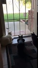 Vídeos engraçados de animais - Cachorro assustando gatos (Funny videos of animals - Dog scaring cats)