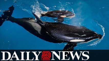 Last killer whale born into SeaWorld captivity dies in a Texas park