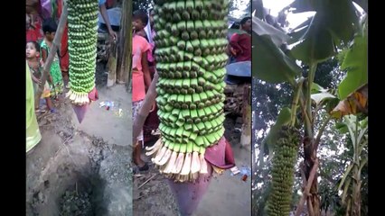 World Big Banana Tree in india