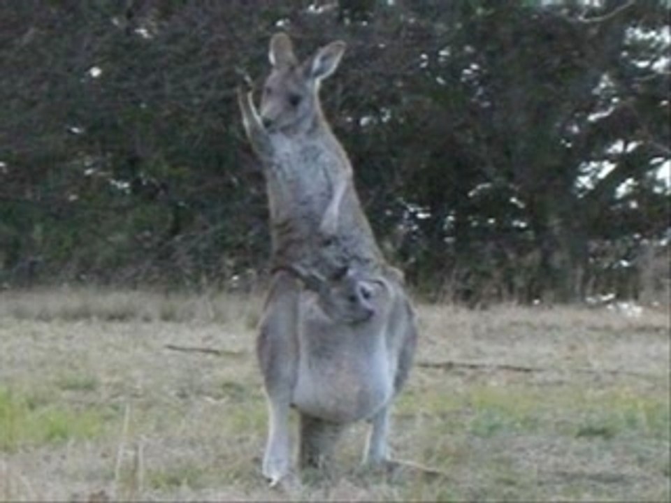 Vacances guigui australia