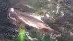 Drone Footage Shows Humpback Whales Feeding Off Newfoundland, Canada