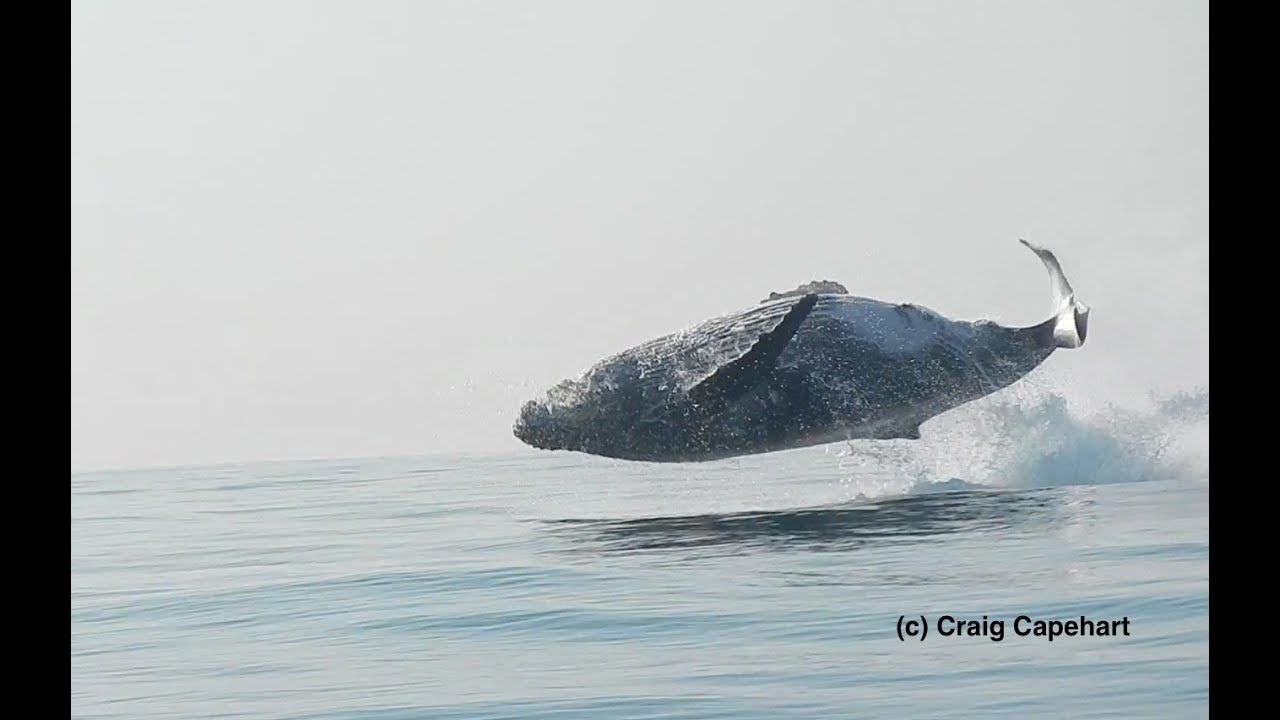 Une baleine à bosse saute complètement hors de l'eau (Afrique du Sud)