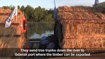 Poland: Reviving the ancient tradition of timber floating