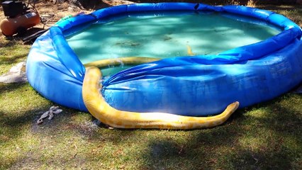Albino Burmese Python Leaves Pool