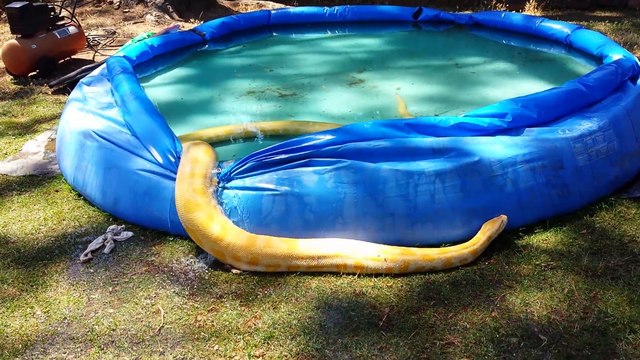 Albino Burmese Python Leaves Pool