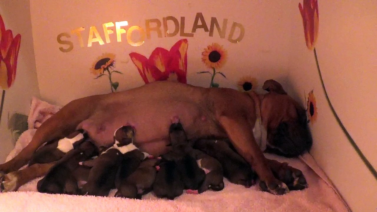 3ème Vidéo de la 29ème portée de STAFFORDLAND