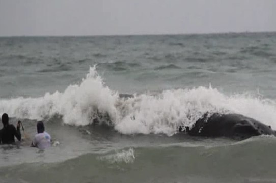 Una ballena varada en Salinas regresó a su hábitat