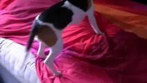 Beagle reencontra o seu dono após quase 3 meses e o momento foi lindo by Tá Bonito - Dailymotion