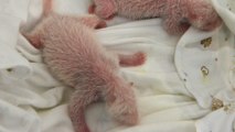 Giant Panda Gives Birth To Twins