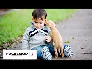 ¿Por qué los perros sienten amor por nosotros?
