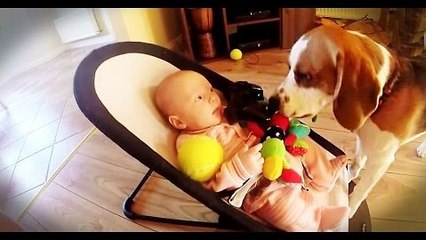 Chien s'excuse d'avoir volé un jouet d'un bébé!!