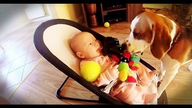 Chien s'excuse d'avoir volé un jouet d'un bébé!!