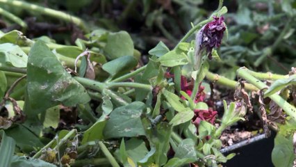 Surveillance Camera Captures Boys Destroying Iowa Ice Cream Parlor Decorations