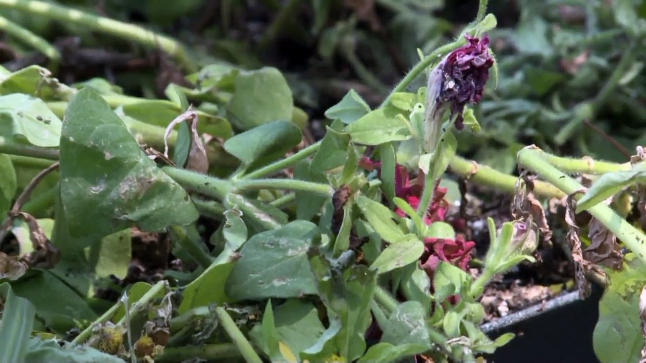 Surveillance Camera Captures Boys Destroying Iowa Ice Cream Parlor Decorations