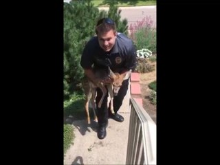 Fawn Rescued After Breaking into Lakewood Home