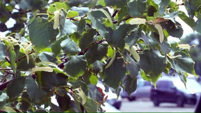 Woman Brutally Beaten with Brass Knuckles in Attempted Carjacking