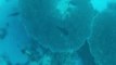 Diver Spots Rare Megamouth Shark off Indonesia's Komodo Island