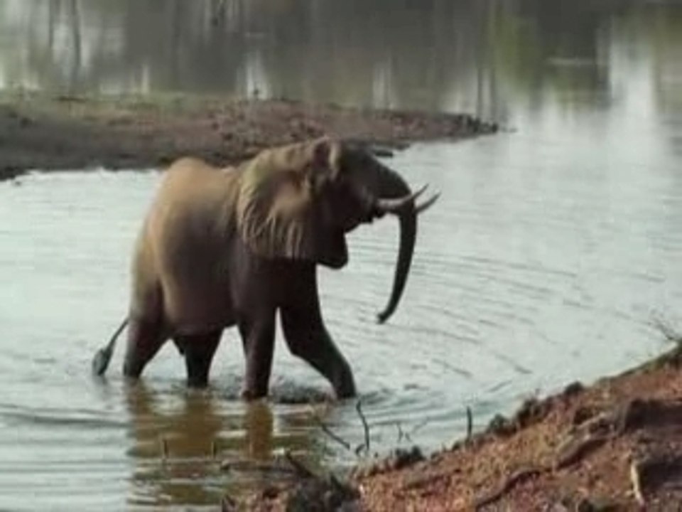 Olifant in South Luanga