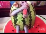 Funny Monkey is eating while wear watermelon