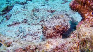 8 July 2017 Racha Yai HD Dive3