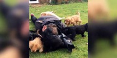 Trop mignon : ces chiots se jettent sur cet homme pour lui faire des calins