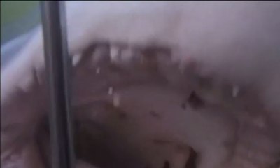 Atlet Michael Phelps Adu Renang Bersama Hiu Putih