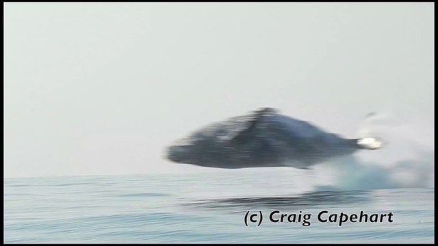 Une baleine de 40 tonnes saute hors de l'eau... Quelle puissance