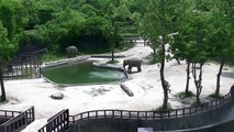 2 éléphants accourent pour sauver un éléphanteau en train de se noyer