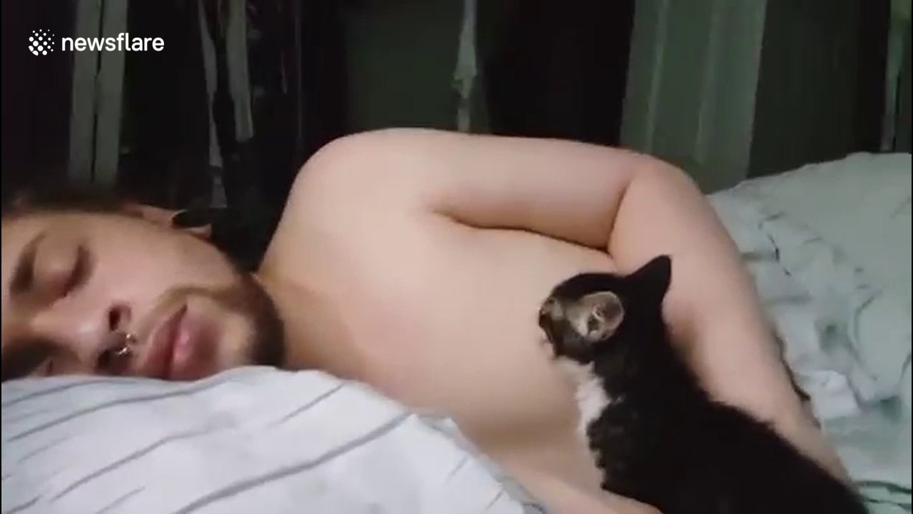Kitten nurses on man's nipple