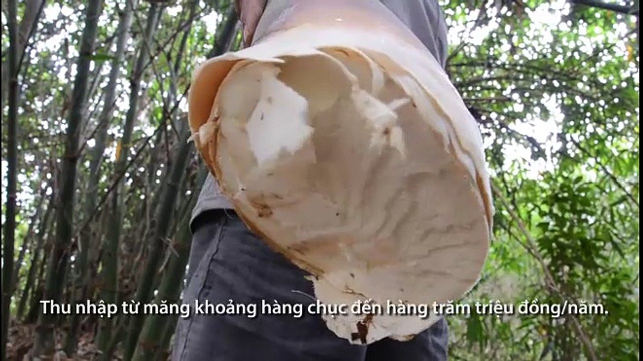 Trồng tre Điền Trúc lấy măng, mỗi ngày đếm tiền triệu thu về