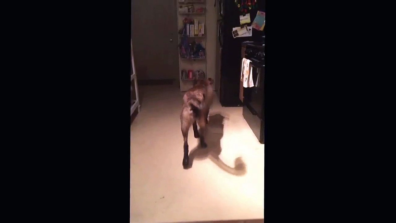 A beer fetching dog is the best kind of dog.