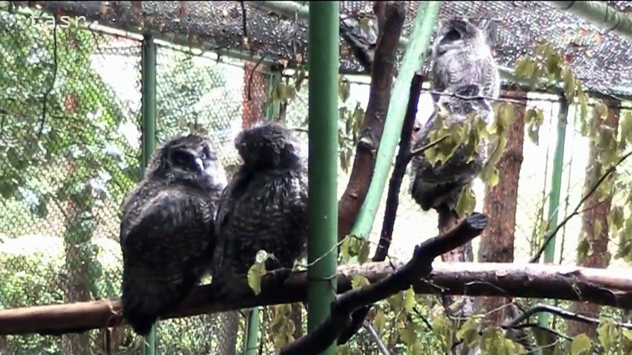 Slovenský unikát: V košickej zoo sa vyliahli mláďatá sovy laponskej