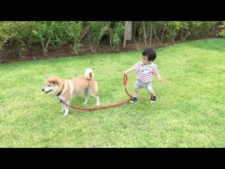Friendly Dog Brings Baby for Walk